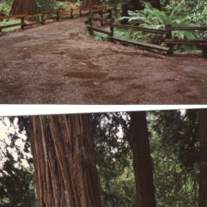 Sequoie -  San Francisco (Congresso APA 1993)